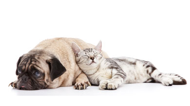 Cat and dog snuggled
