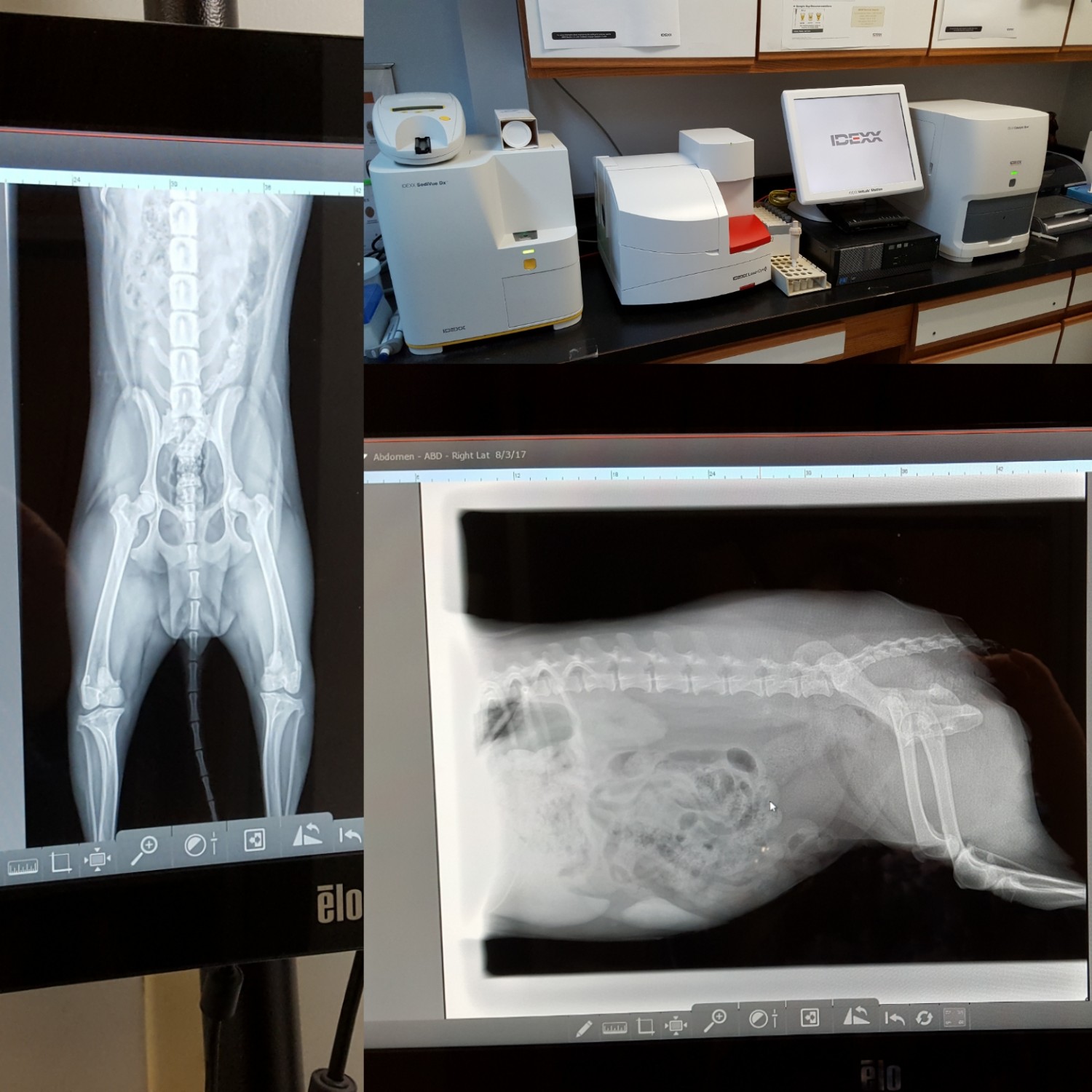 Radiology X-Ray Images
