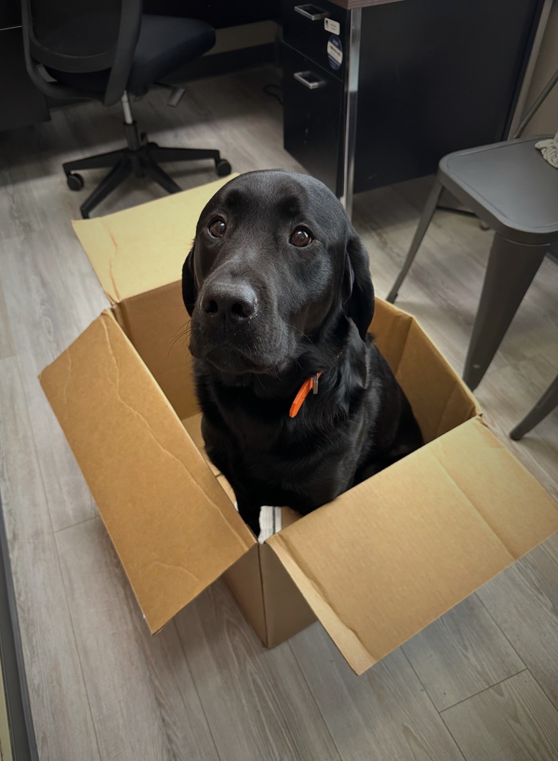Denalia in a box