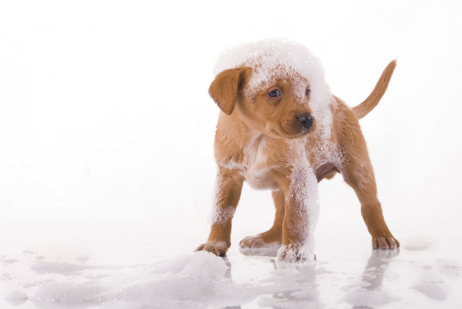 Puppy covered in Bubbles