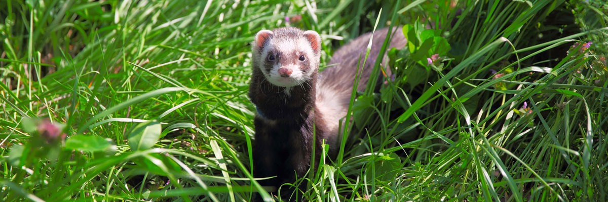 ferret