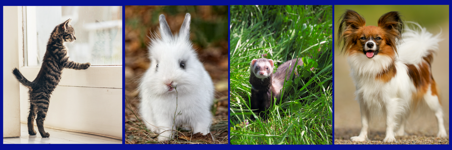 Animals
